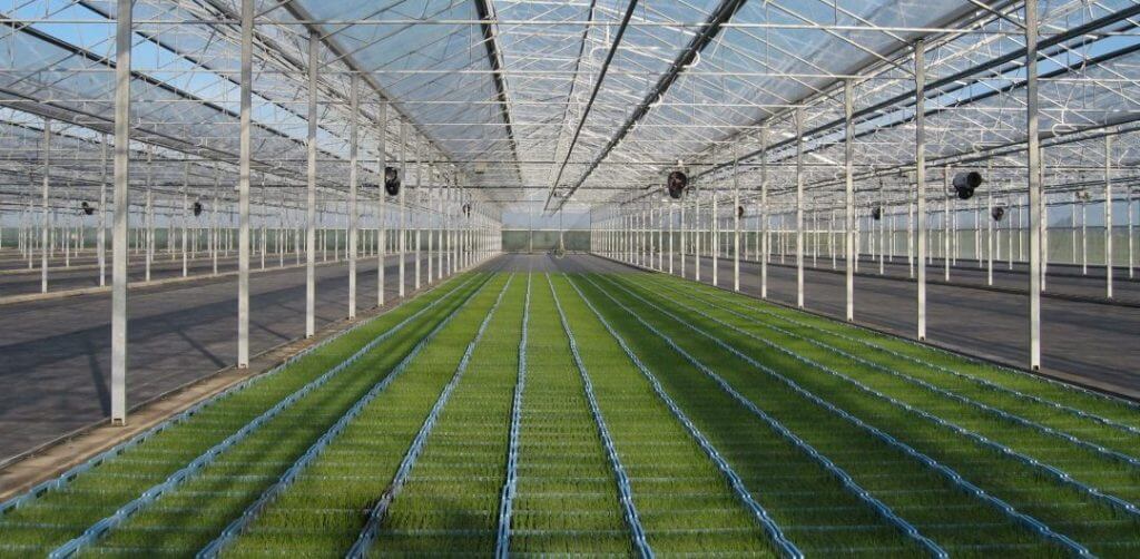 Horticultural growers yield a better ROI when they invest in ETFE fluoropolymer greenhouse film