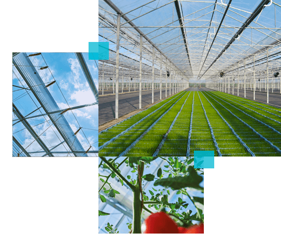 Greenhouse film that lets in more light than glass and allows the highest UV transmission.